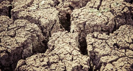 SA agriculture's déjà vu moment, starring drought and animal disease