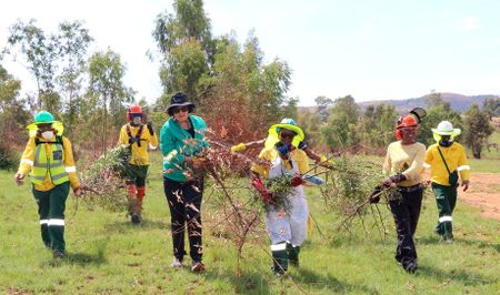 Creecy launches R2.6-billion invasive species programme — experts say more funding needed in critical areas