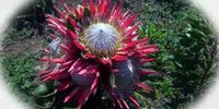 Six blooms on one plant. Photographer: Charles Wait
