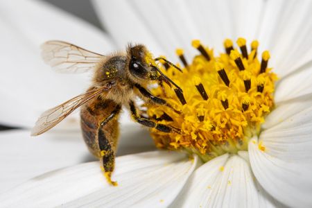 Cracking nature’s code — African researchers reveal hidden ecosystems