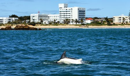 Albino dolphin ‘Popcorn’ returns to Algoa Bay after eight months