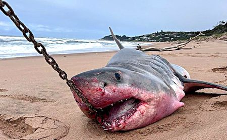 The paradox of KZN’s killer shark nets and baited hooks in Marine Protected Areas