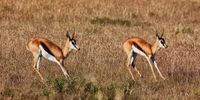 Springbok are dainty but tough, landing effortlessly on rocky ground after bounding high into the air. Image: Chris Marais<br>