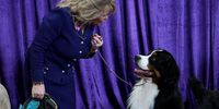 Photo Essay- Westminster Dog Show