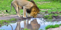  I Think you'll like this picture of a lion drinking water while looking at his reflection.