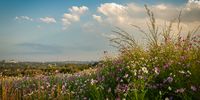 Finding the beauty in Johannesburg – Delta Park in Autumn.
