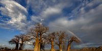 Boababs. Photographer: Benine du Toit