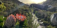 Blooming brilliant. Image: Sarah Larter. 