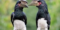 Trumpeter Hornbills on their deck in Hillcrest this week.