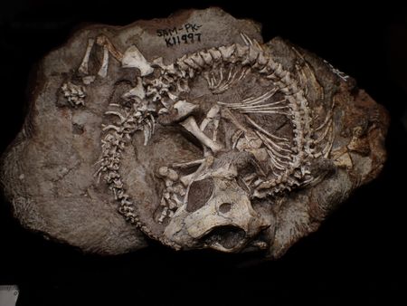 Fossils show colonies of reptiles lived communally 250 million years ago: New South African study