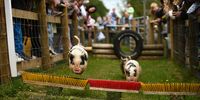 BUCKFASTLEIGH, UNITED KINGDOM - MAY 31: General view as Pigs make their way around the course during a Pig Racing Activity at Pennywell Farm on May 31, 2023 in Buckfastleigh, United Kingdom. (Photo by Harry Trump/Getty Images)