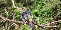 If Picasso were to paint a bird: Crowned Barbet (Kruger 2022). Image: Karl Behrens