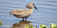 Hammerkop taken at Albert Falls Dam.