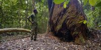 Deforestation is one of the leading causes of declining tree cover in the Omo Forest Reserve. Alongside protecting the wildlife, Olabode and his rangers try and ensure that the community bordering the forest doesn’t encroach into elephant and wildlife habit by chopping down trees.Photo:Wild Africa Fund
