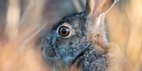 A Scrub Hare hiding in the long grass, Mkuze Game Reserve. Photographer: Don Hunter
