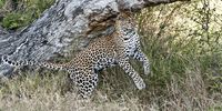 A leopard wil spend much of its time scent-marking, using glands on its face and squirts of urine to announce its presence. (Photo: Supplied)