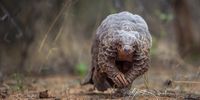 A pangolin on the trot. (Photo: Neil Aldridge for African Pangolin Working Group)
