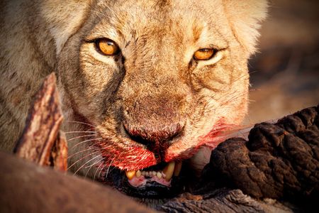 Why AI-generated wildlife imagery is a conservation crisis