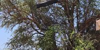 Corrugated iron roofing sheets suspended in a tree after a hailstorm near Lebowakgomo in Limpopo. (Photo: Supplied) 