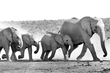 Hot days in Addo frame an endless fascination with elephants in my backyard