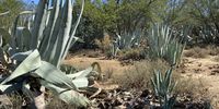 An agave mother (left) with two babies (right). (Photo: Leah van Deventer)