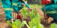 Spinach grown at the Rev Motlalepula Chabaku Food Garden. (Photo: Sandile Nkomo / GDARDE)