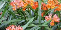 The bright orange-red blooms of a Clivia miniata Image: Geoff Nichols