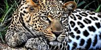 SA doesn’t know how many leopards it has. Trophy hunting quotas are set