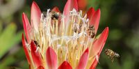 Busy bees.