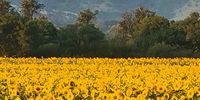 Sunflower field, Kroondal, North West Province. Image: Drikus Bosman