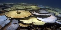 Table corals bleaching in the Chagos Reef. (Photo: Derek Manzello/Khaled bin Sultan Living Oceans Foundation)