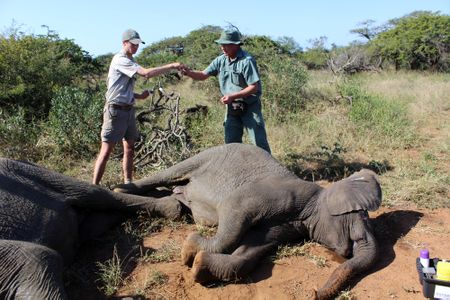 Crippled conservation: Ezemvelo KZN Wildlife is 'a very big ship with a very small rudder'