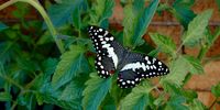 Flutterby on a Matoto plant. Photographer: Faith Rubin