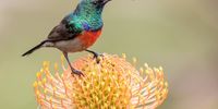 Greater Double-collared Sunbird on a pincushion protea. Photographer: Bruce Ward-smith