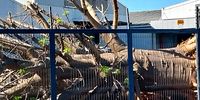 baobab tree