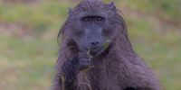 Gentle Baboon. Image: Alice Möller