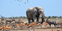 Etosha get together.  Photographer: Doug Poole<br>