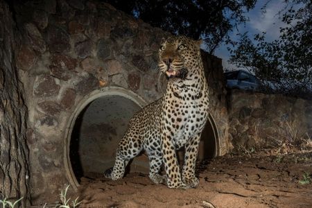 Roads versus roams — can culverts save Greater Kruger’s leopards on deadly R40 highway