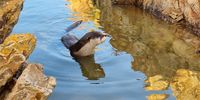 Inquisitive otter sniffing the dawn at Pearly Beach. Image: Billy Downer