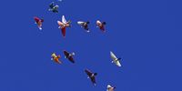 PRETORIA, SOUTH AFRICA - MAY 17: A general view of colourful birds flying in the sky on May 17, 2021 in Pretoria. (Photo by Gallo Images/Lefty Shivambu)