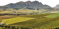 The wine lands around Stellenbosch. - David Harris