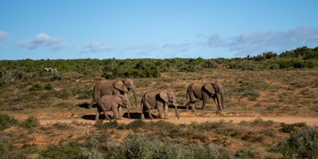 Inside Addo’s elephant translocation and the challenge of fragmented wild spaces