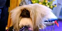 Rummie, the Pekingese wins first place in the Toy Group at the 147th Annual Westminster Kennel Club Dog Show Presented by Purina Pro Plan at Arthur Ashe Stadium on May 08, 2023 in New York City. (Photo by Bryan Bedder/Getty Images for Westminster Kennel Club)