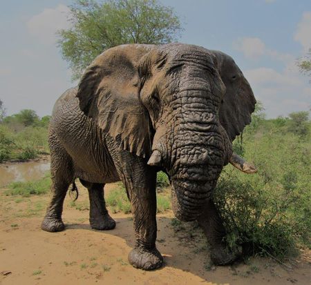 The problem of an elephant that just wants to stay home