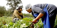  Marshall Rinquest works in the gardens in Genadendal as part of the Pigs to Plants initiative.
