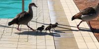 Learning to swim at the pool. Image: Émilie Gambade 