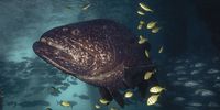 Goliath grouper, Exmouth Gulf, Western Australia. (Photo: Peter & Beverly Pickford Wildlife Photography)