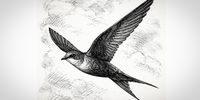 Collecting moments of grace from swifts in a time of war
