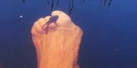 Tadpole touring the toe. Image: David Muller
