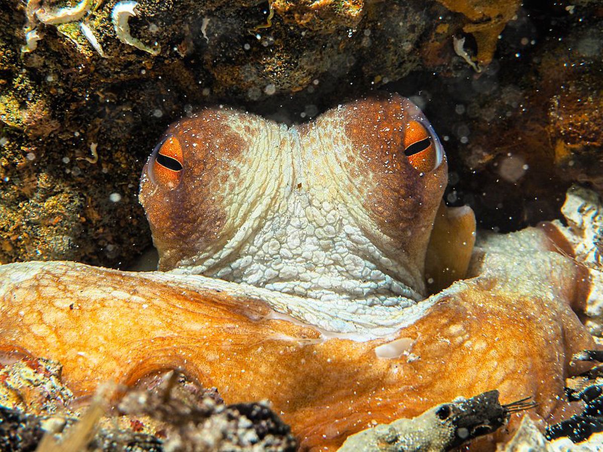 Top scientists declare animals conscious – they feel pain, joy and sadness